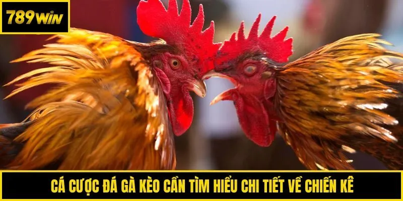 Cá cược đá gà kèo cần tìm hiểu chi tiết về chiến kê