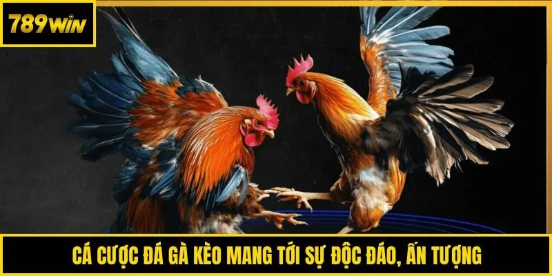 Cá cược đá gà kèo mang tới sự độc đáo, ấn tượng