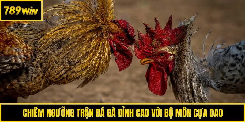 Chiêm ngưỡng trận đá gà đỉnh cao với bộ môn cựa dao