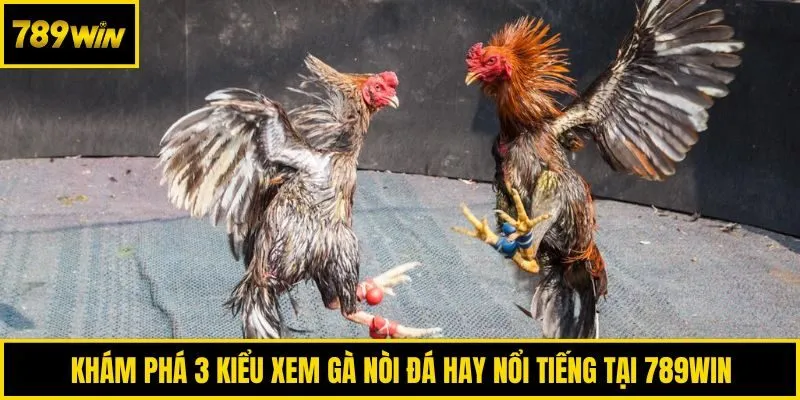 Khám phá 3 kiểu xem gà nòi đá hay nổi tiếng tại 789win