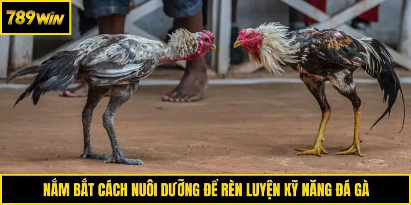 Nắm bắt cách nuôi dưỡng để rèn luyện kỹ năng đá gà