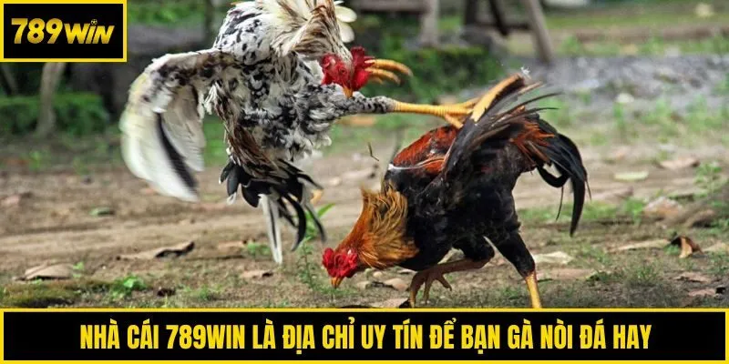 Nhà cái 789win là địa chỉ uy tín để bạn gà nòi đá hay
