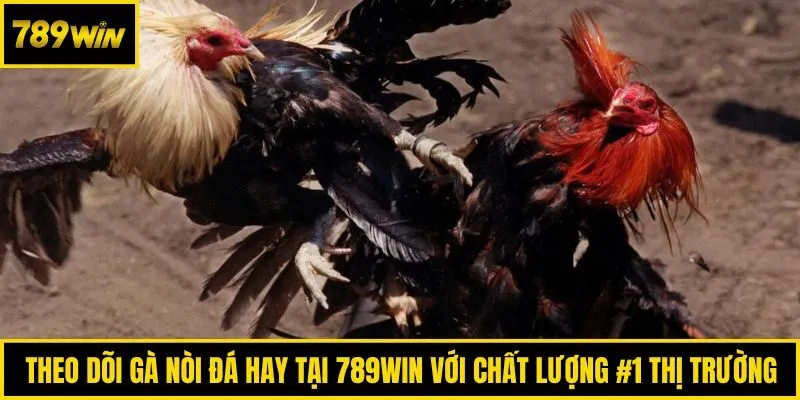Theo dõi gà nòi đá hay tại 789win với chất lượng #1 thị trường