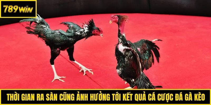 Thời gian ra sàn cũng ảnh hưởng tới kết quả cá cược đá gà kèo