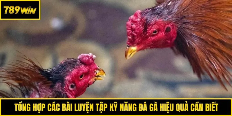 Tổng hợp các bài luyện tập kỹ năng đá gà hiệu quả cần biết
