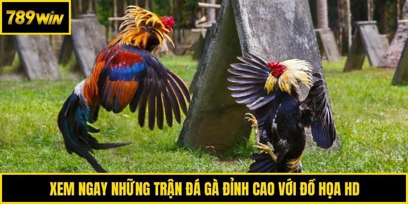 Xem ngay những trận đá gà đỉnh cao với đồ họa HD